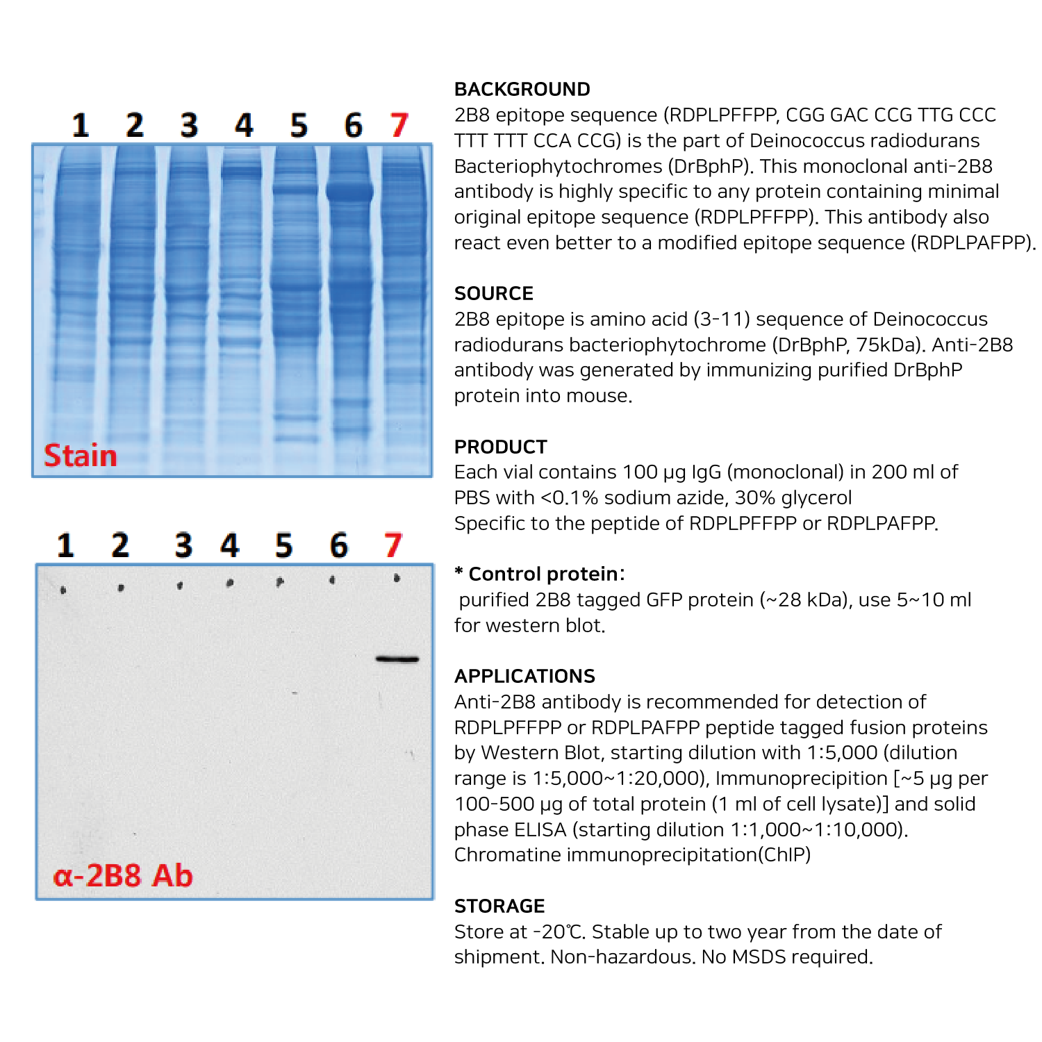 [항체] Anti-2B8 antibody, monoclonal