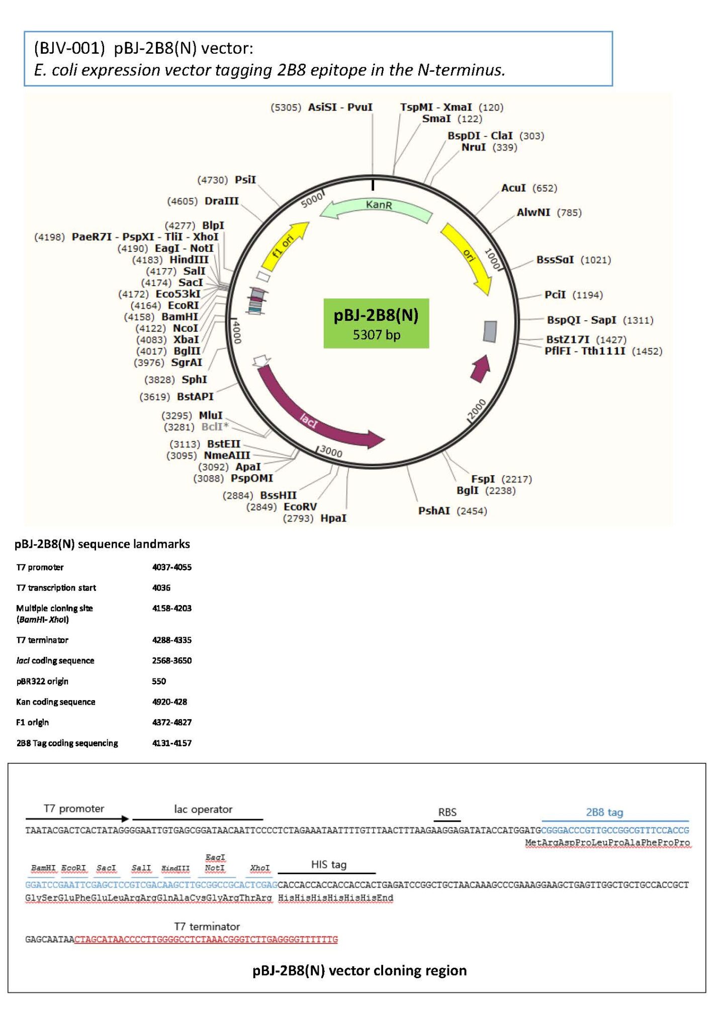 2B8 expression vectors – BioJane