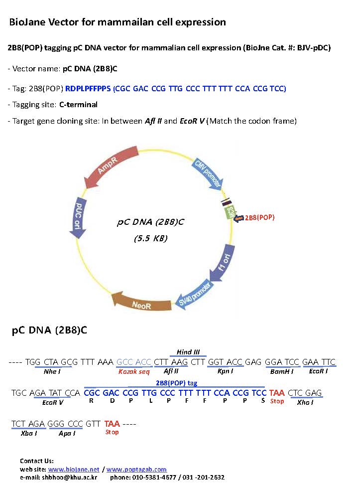 pC DNA (2B8)C vectors.jpg