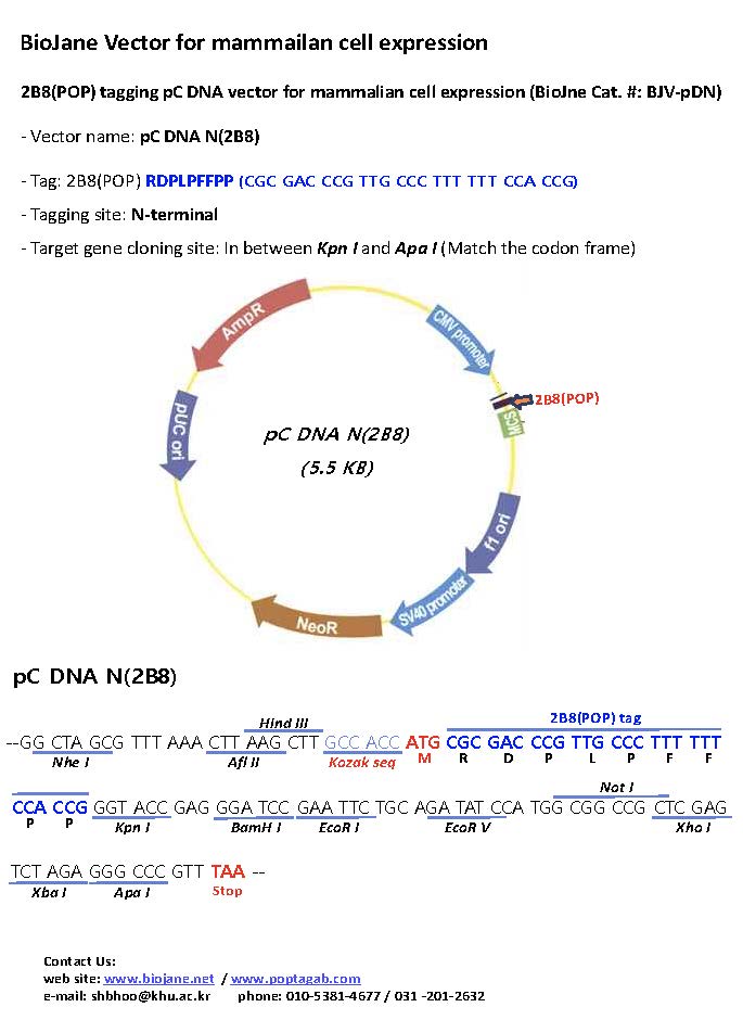 pC DNA N(2B8) vectors.jpg